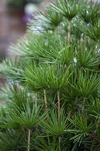 Japanische Schirmtanne PlantaPro Sciadopitys verticillata C 5 30-40