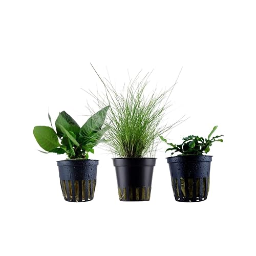 AquaOne Plantas de acuario I 3 x plantas de agua I Nano Platillos para acuarios I Planta de tallo higrofila…