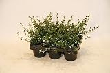 Bodendecker Cotoneaster 