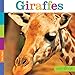 Seedlings: Giraffes