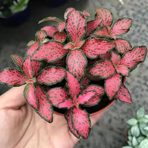 semillas de Fittonia - variedades antiguas orgánicas de oficina decorativas productos sostenibles invernaderos balcón resistentes en exteriores 420pcs