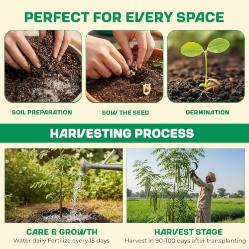 Image of Moringa Seeds 10 Seeds + Free 20 Marigold Seeds | Drumstick (Sahjan) Tree Seeds | Fast Growing Medicinal Herb Rich in Nutrients | Home Garden, Kitchen Garden & Outdoor Planting