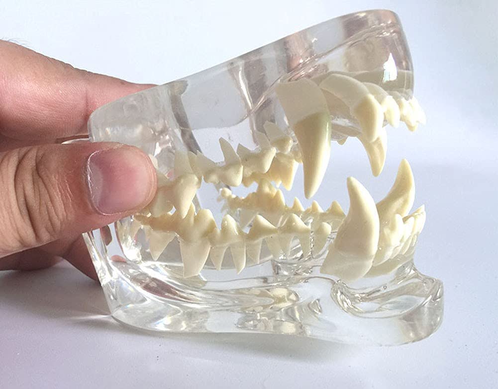 Model zębów psa, anatomiczny przezroczysty pies dentystyczny czaszka szczęka, zwierzę ustne zwierzę domowe weterynaryjne narzędzie do nauczania