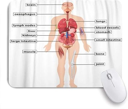 Amazon Kapanouマウスパッド 人体脳食道生物学医学科学の図の解剖学 ゲーミング オフィス最適 おしゃれ 防水 耐久性が良い 滑り止めゴム底 ゲーミングなど適用 マウス 用ノートブックコンピュータマウスマット Kapanou マウスパッド 通販 Amazon Kapanouマウスパッド 人体脳食道生物学医学科学の図の解剖学 ゲーミング オフィス最適 おしゃれ 防水 耐久性が良い 滑り止めゴム底 ゲーミングなど適用 マウス 用ノートブックコンピュータマウスマット Kapanou マウスパッド 通販