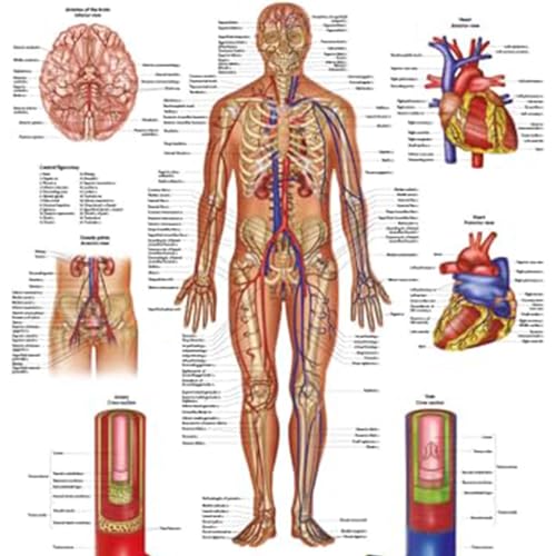 Image of Anatomy Lab Human Circulatory System Poster, LAMINATED, Anatomy and Physiology Body System Poster, 17.3 x 22.5 Inches, Circulatory System Anatomy Poster, Body System Anatomy