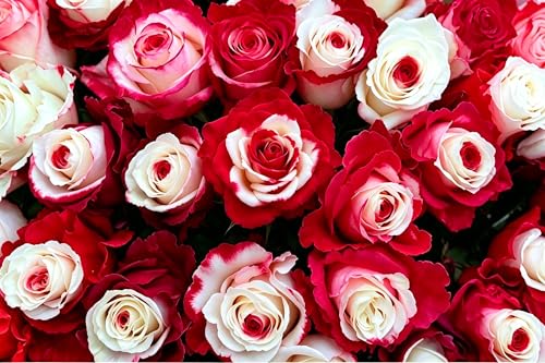 Rare Rose Seeds for Planting - 100+ Heirloom Non-GMO Seeds,