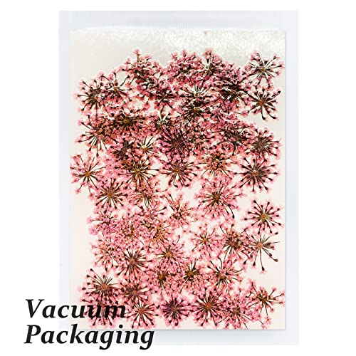 Flores secas naturales prensadas Gypsophila 60 piezas miniatura 3