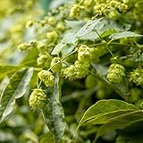 Hopfen Pflanze/Hopfen Samen GemüSesamen Ostergeschenke Bio Saatgut Hopfenpflanzen Kaufen Balkonpflanzen Biergarten Geschenk Winterhart Kletterpflanzen-800stüCk
