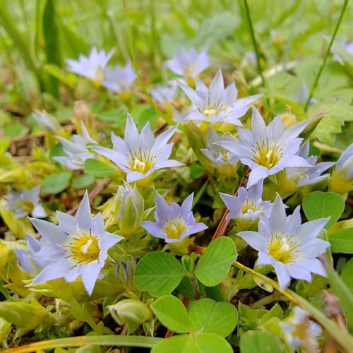 Semillas de genciana, semillas de semillas orgánicas variedades antiguas jardín de 125pcs