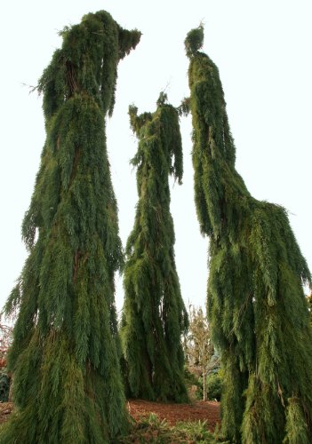Weeping Giant Sequoia - Sequoiadendron Giganteum 'Pendulum' 3 - Year Live Tree #TOP9