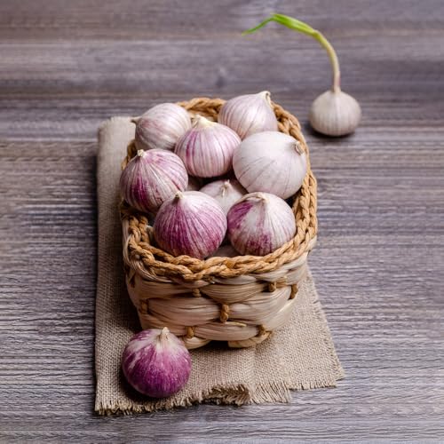 Semillas de ajo resistentes: plante semillas de ajo, compre ajo para plantar, jardín de flores, plantas en macetas Semillas orgánicas, fáciles de plantar. Plantas perennes resistentes, 100pcs