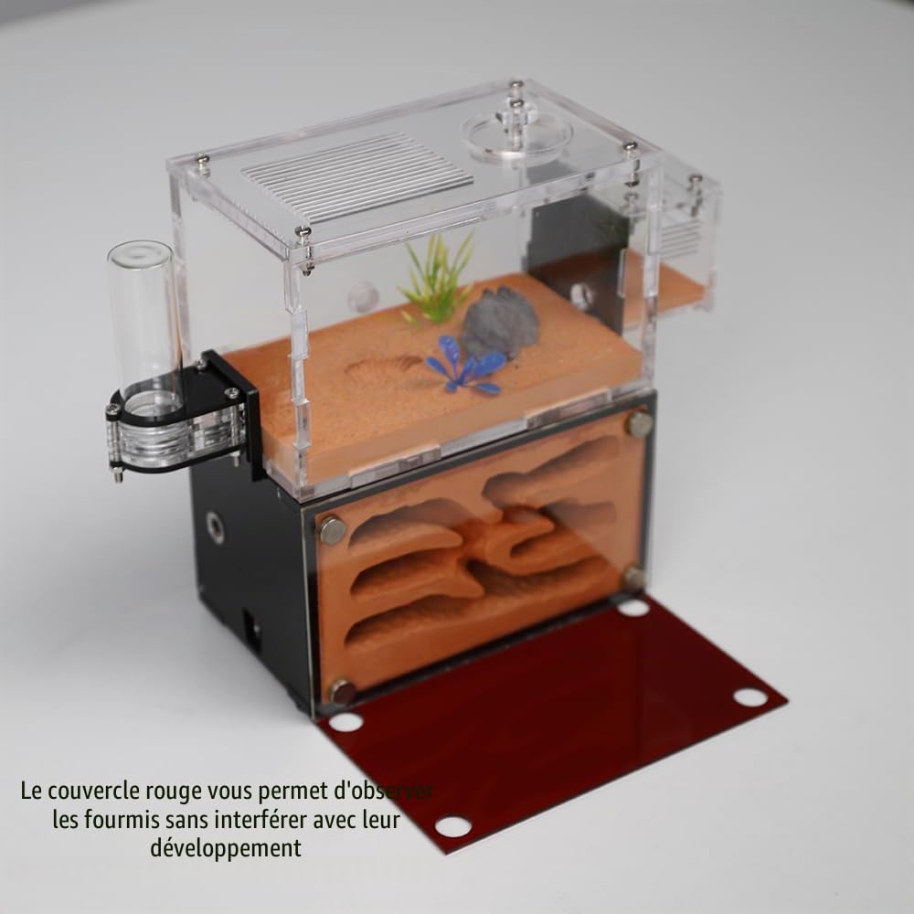 Nid de fourmis pour adultes - Étude du comportement des fourmis - Terrarium éducatif pour fourmis vivantes et reines - 2 étages