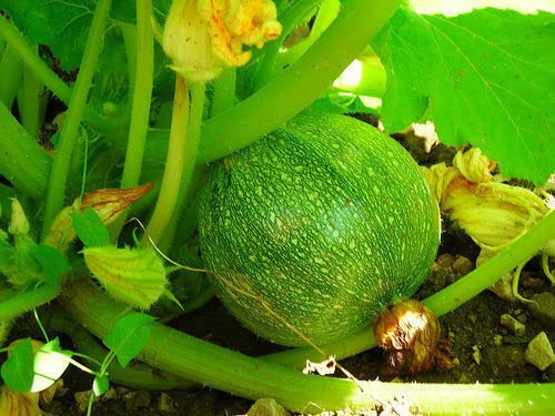 15 SEMI -ZUCCHINA TONDA DI TOSCANA