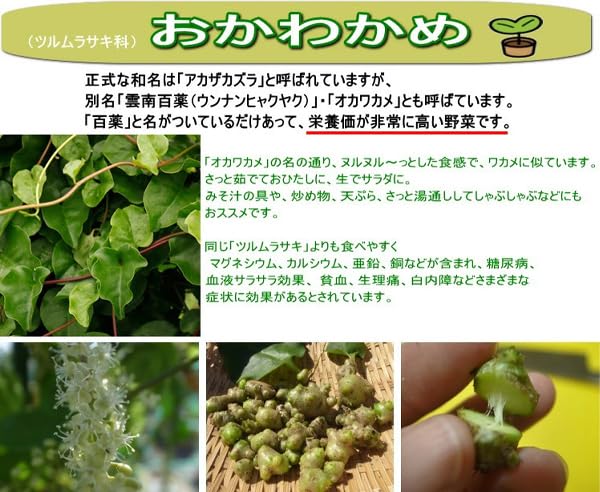 Amazon.co.jp: オカワカメ 9cmポット苗 おかわかめ : DIY・工具・ガーデン