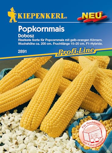 Kiepenkerl Profi-Line Popkornmais Dobosz, F1-Hybride 2891 - Rissfeste Sorte, Kübelgeeignet, Gemüsesamen, Mais Samen, Ideal für Hochbeet, Frisches Popcorn aus eigenem Garten
