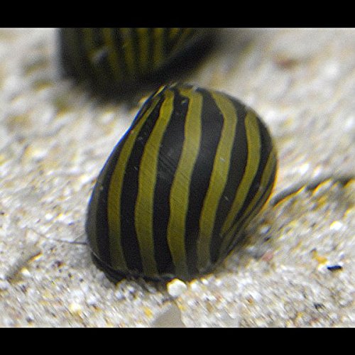 Vittina coromandeliana - Zebra Renn Lumaca - 10