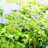 semillas de moringa organicas balcon, decoracion sala comprar de moringa exóticas resistentes, crecimiento, 15pcs