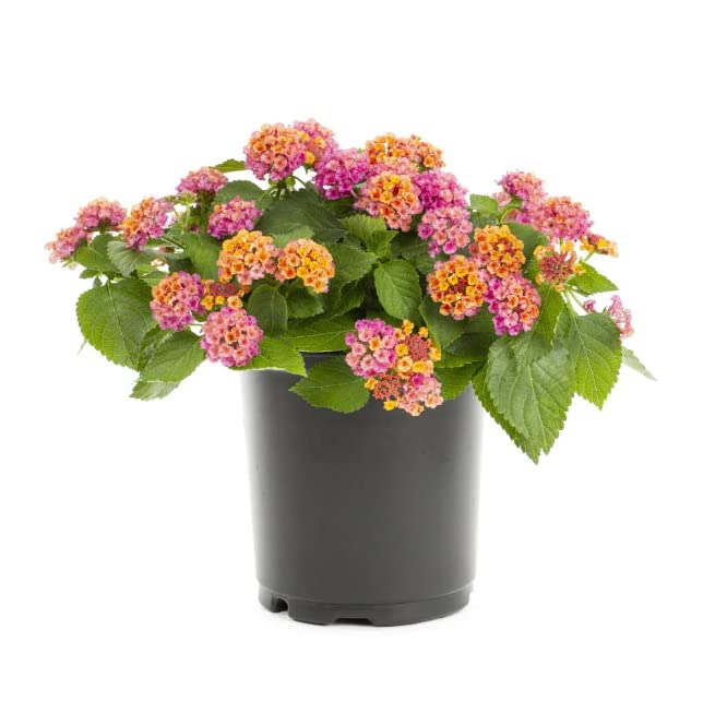 Crea un Jardín de Ensueño con Lantana Camara, la Flor que lo Tiene Todo
