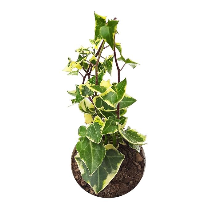 INGLIS PLANTOPIA Live English Ivy plant indoor Oxygen plant veriegaded english lvy plant with Plastic pot (B0D6C3H85B) Amazon Price History, Amazon Price Tracker