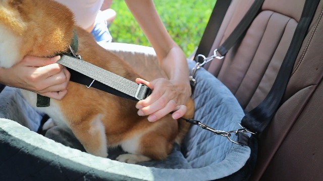 Hunde-Autositz Mit Memory-Schaum Für Kleine & Mittlere Hunde Bis 15,9 Kg | Höher Gelegt, Waschbar, Inkl. Sicherheitsleine & Aufbewahrungstaschen - Grau