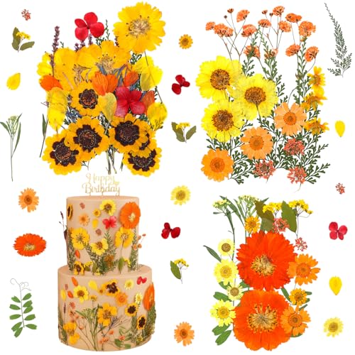 77 piezas flores secas prensadas otoño decoración miniatura 1