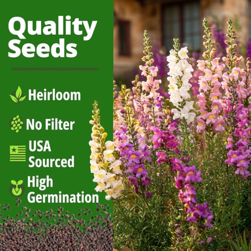 Image of HOME GROWN Snapdragon Fairy Seeds - 10000 Snapdragon Seeds for Spring Planting 2026, Dwarf Plants, Long Blooming Flower Seed for Garden Beds, Pollinator Friendly (Antirrhinum Majus)