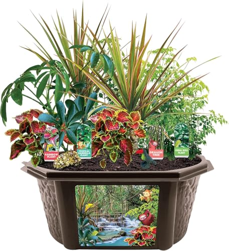 Toys by Biosphere Terrarium Starter Kit with Complete Supplies to Create Your Own Jungle! Indoor Plants for Home Displays and Gardens (Tropical Rainforest Jungle)