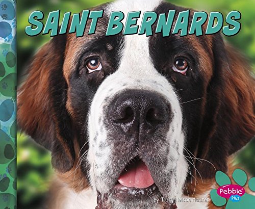 Saint Bernards (Big Dogs): Clapper, Nikki Bruno: 9781491479773: Amazon ...