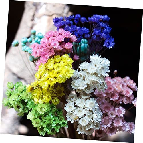 Ramo Seco de Margarita 30pcs para Decoración miniatura 5