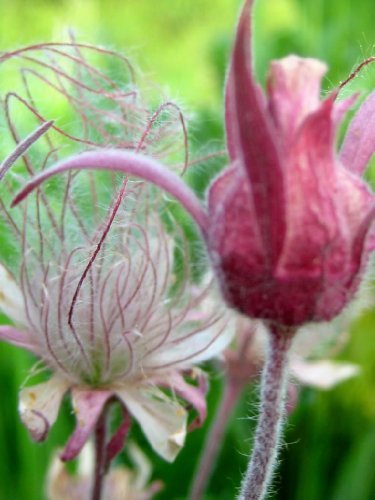 50 PRAIRIE SMOKE Geum Triflorum Purple Prairie Avens Flower SeedsComb S/H