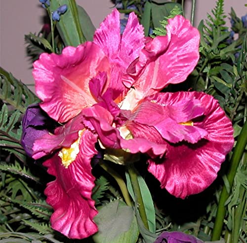 5*Bulbi Di Iris Petali Profumati Dai Colori Vivaci Bulbi Di Iris Perenni Da Piantare Sui Balconi Del Giardino Bassa Manutenzione