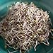 Todd's Seeds Kale Sprouting Seed Mix; Red Russian and Premier, Non-GMO, Chemical Free, High Germination (1/4 Pound)
