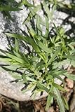 Tarragon Herb 100 Milligram - Garden Fresh Pack!