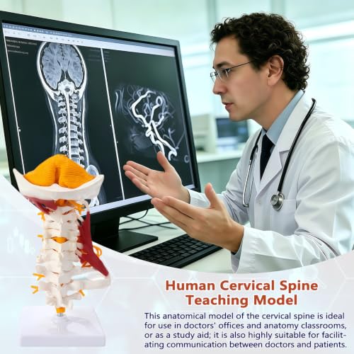 Image of Advanced Cervical Spine Model with Brainstem, ligaments, Ribs,1:1 Anatomical Neck Spine Model for Teaching, Clinic Demonstration, Education