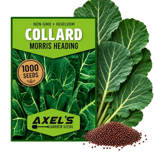 Collard Green Seeds for Planting - 1000+ Heirloom Non-GMO Morris Heading Collard Seeds - Leafy Greens for Home Vegetable Garden