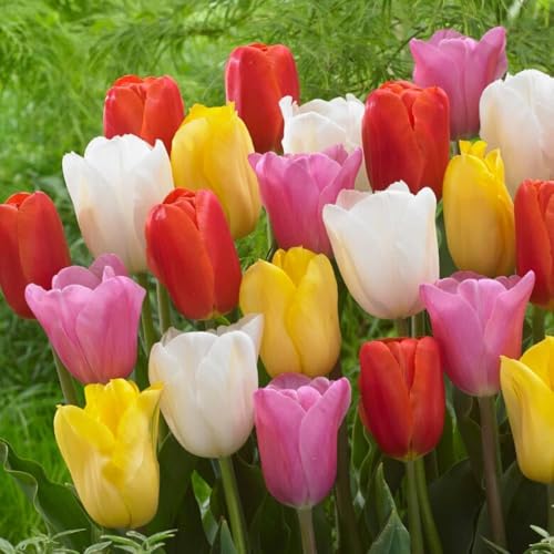 Budget Tulpenzwiebeln Collection, exklusive Tulpen aus Holland, winterhart und mehrjährig für Garten, Töpfe, Balkon aus Amsterdam (große Knollen, kein Samen, nicht künstlich)