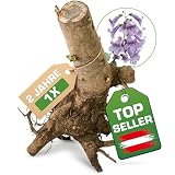 1x Blauglockenbaum Paulownia Shandong – 2-jähriger...