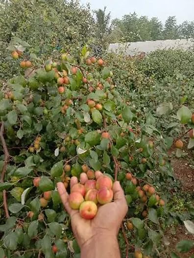 See full amazon price history chart for MVKR Live Red Ber Apple Plant - एप्पल बेर Plant I With Growbag (Pack of 1 Plant) MVKR Live Red Ber Apple Plant - एप्पल बेर Plant I With Growbag (Pack of 1 Plant) (B0CNTWC6ZN) Amazon Price History, Amazon Price Tracker