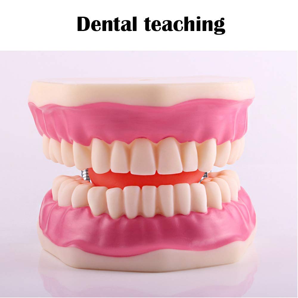 Modello di Denti Template Oral Cura Dental Modello Dental Bambini Studio di educazione Dentale e Forniture per la spazzolatura Dimostrazione Standard per la Salute Orale Adulta