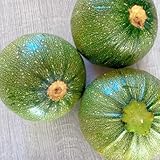 Zucchini Bio, gartenkräuter Cucurbita pepo, wintergemüse kaufen gemüsepflanzen pflanzensamen bio...