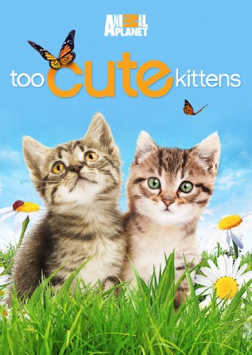 Too Cute Kittens Too Cute Kittens