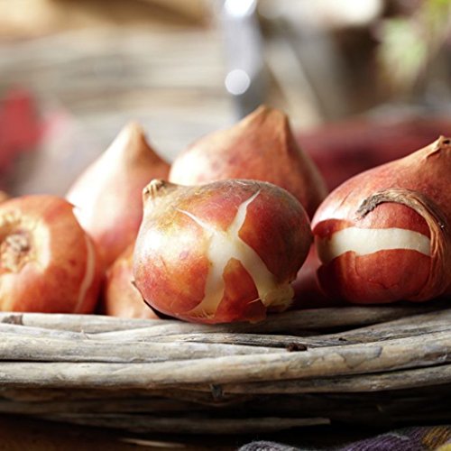 Van Zyverden Tulips Apricot Beauty Set of 12 Bulbs - Thumbnail 2