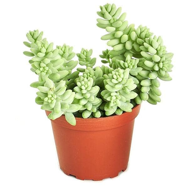 Image of Bigreen Live Hanging Plant | Sedum Morganianum (Donkey Tail) Succulent with Pot | Beautiful Trailing Plant for Home & Garden | Low Maintenance Hanging Plant for Home, Office, Garden