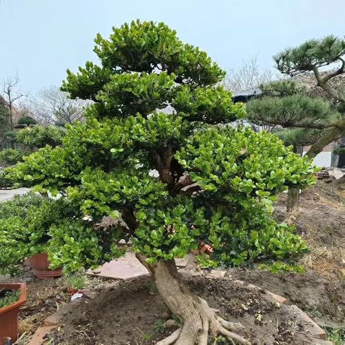 semillas de boj sombra seto arbustos resistentes Plantas medicinales arbusto ornamental plantas exóticas en flor árbol bonsái flores de árboles ornamentales 150pcs