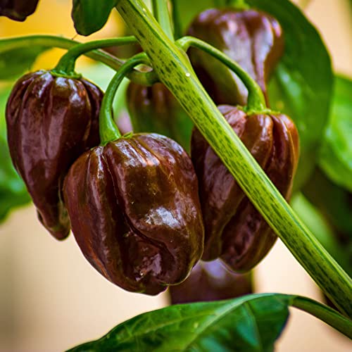 Chocolate Habanero Chili Plant Three (3) Live Plants Each 75 Days Old Not in Pots - Super Hot Pepper for Planting in Your Organic Garden