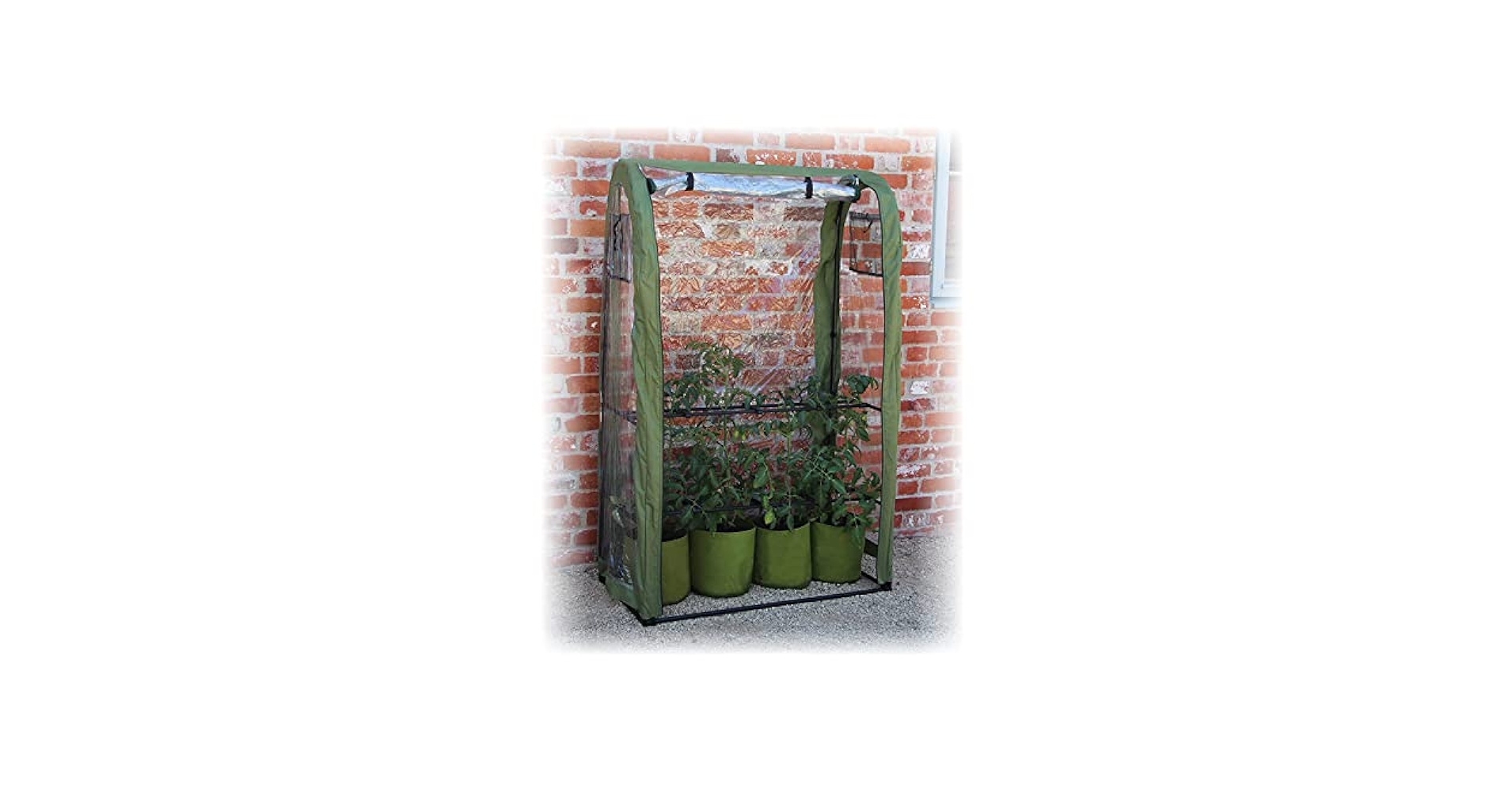 tomato畑　セット Amazon.com: TotalGreen Holland: Mini Tomatoes
