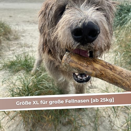 Zoys Kaffeeholz für Hunde Größe XL – Natürlicher Kauknochen – Unterstützt Zahnreinigung & beugt Zahnstein vor – Splitterfrei & koffeinfrei – Langlebiges Hundespielzeug für große Hunde