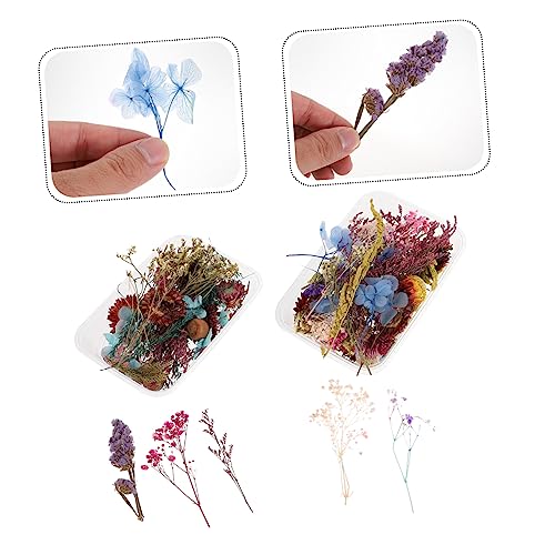 Mini flores secas variadas prensadas naturales para manualidades miniatura 4