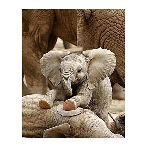 Adorable Baby Elephant - Wilde Life Nature Wall Decor, Modern