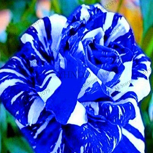 Fresh 100pcs Rose seme di Fiore per la Semina Bianco blu